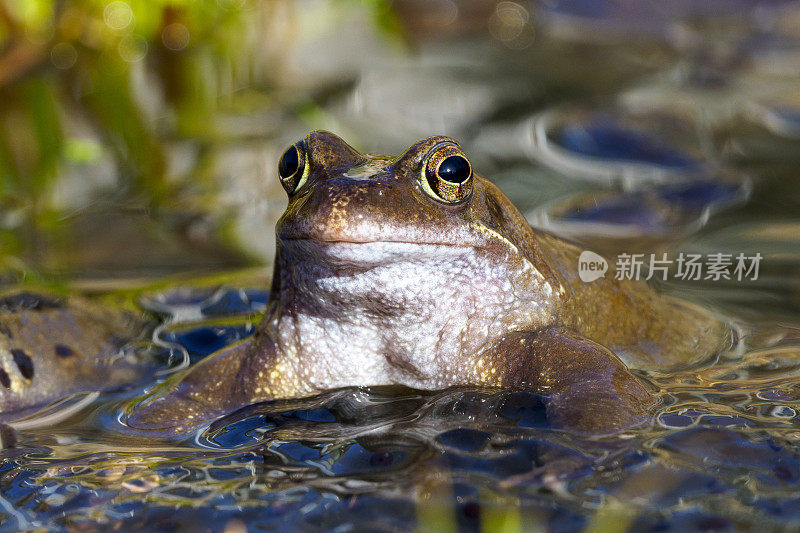 欧洲蛙(Rana temporaria)